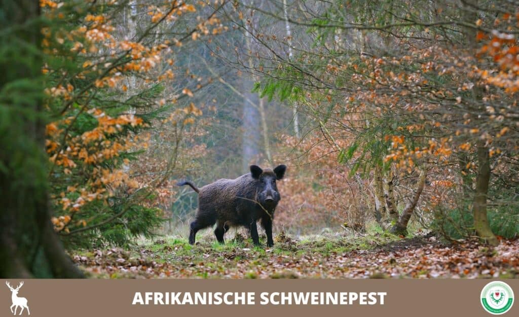 Kreisjagdverein SPN Cottbus eV - Afrikanische Schweinepest