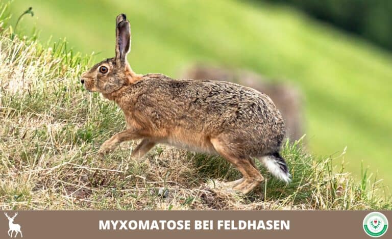 Kreisjagdverein SPN Cottbus eV - Myxomatose bei Feldhasen